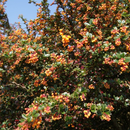 Dwarf Darwins Barberry