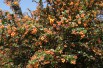 Dwarf Darwins Barberry