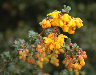 Dwarf Darwins Barberry