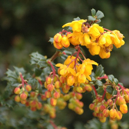 Dwarf Darwins Barberry