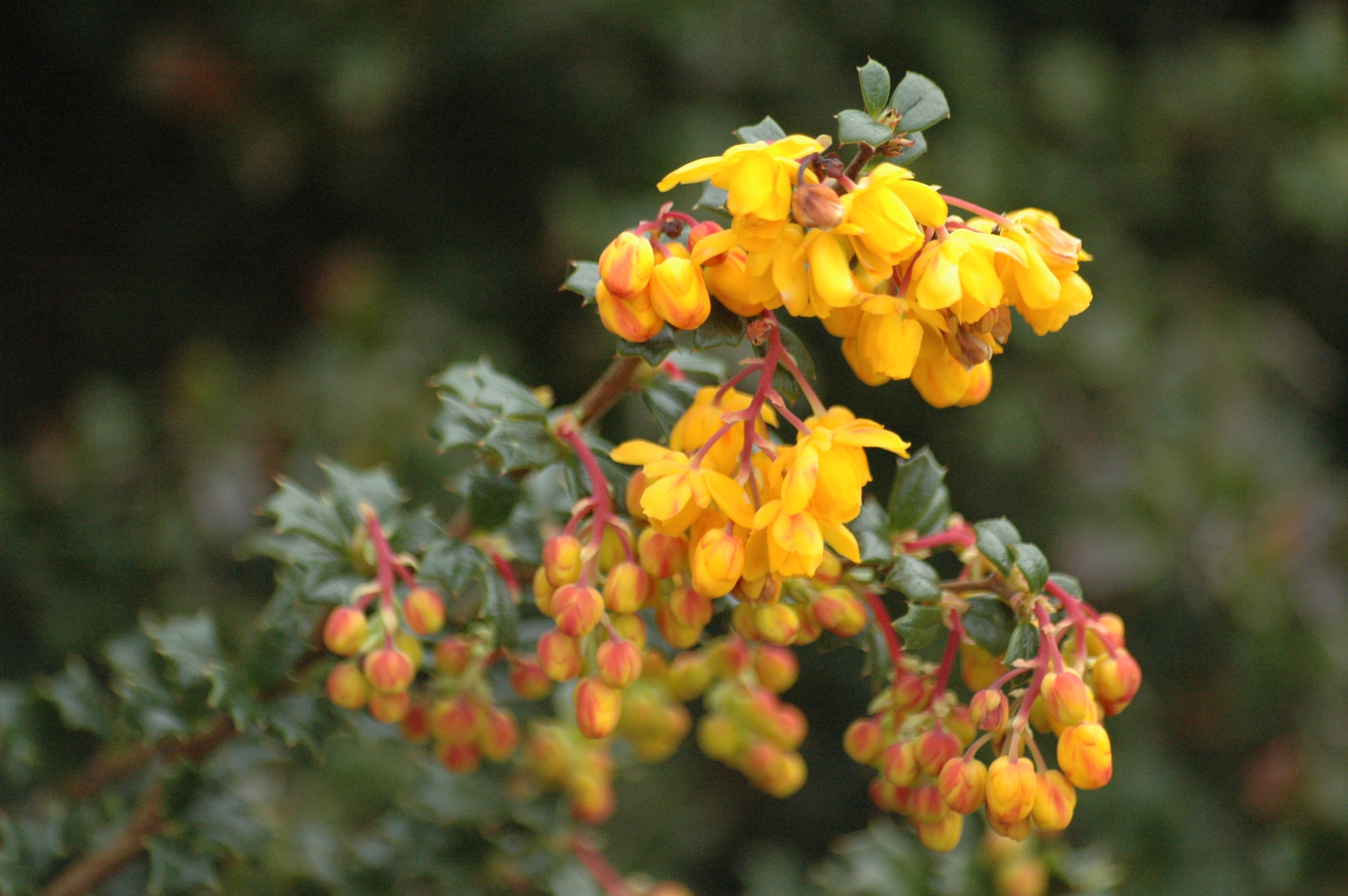 Darwins Berberitze - Berberis Darwinii