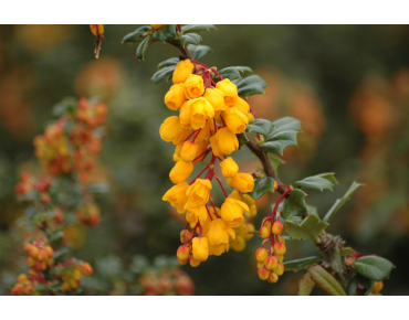 Dwarf Darwins Barberry