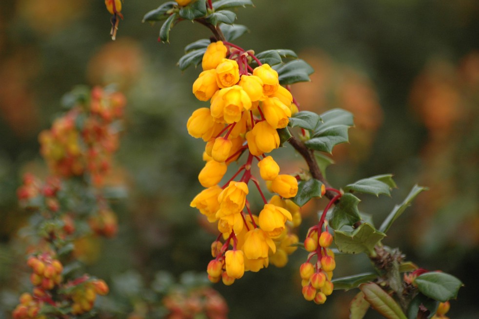 Epine-vinette de Darwin naine