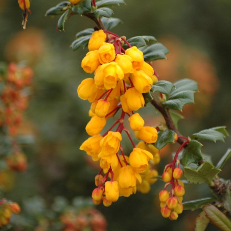 Dwarf Darwins Barberry
