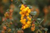 Dwarf Darwins Barberry