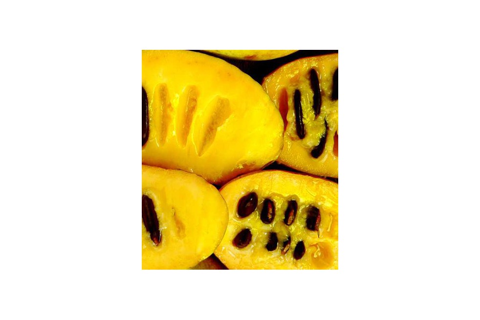 Asimina_Triloba Asimina_Triloba