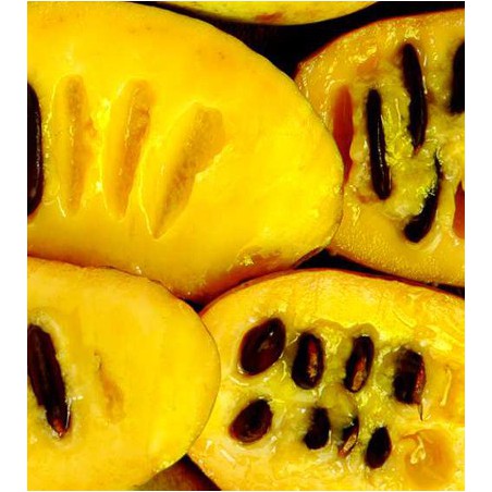 Pawpaw - Asimina Triloba