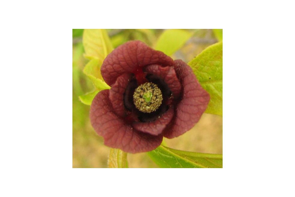 Asimina_Triloba_https://creativecommons.org/licenses/by-sa/3.0/legalcode Asimina_Triloba_https://creativecommons.org/licenses/by-sa/3.0/legalcode