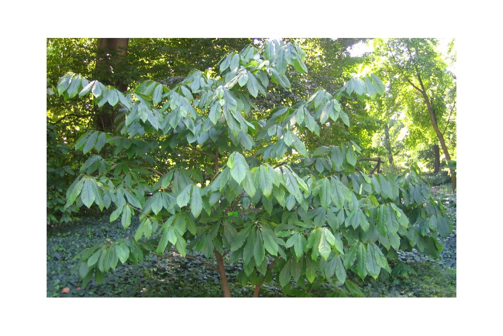 Asimina_Triloba Asimina_Triloba