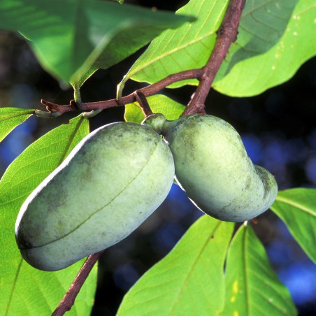 Pawpaw - Asimina Triloba