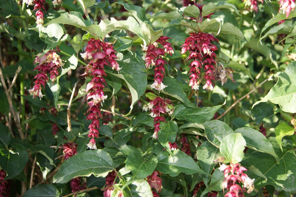 Himalayan honeysuckle 