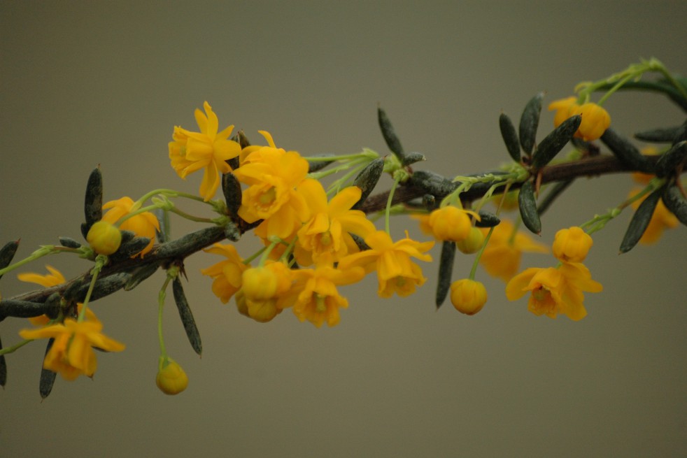 Golden Barberry Golden Barberry