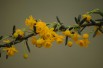 Zuurbes Stenophylla