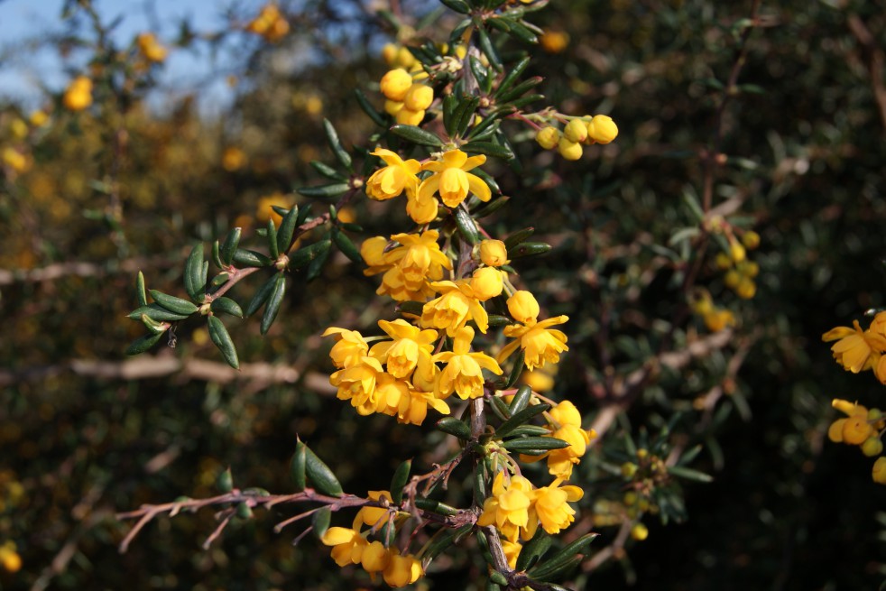 Golden Barberry Golden Barberry