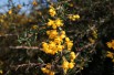 Golden Barberry Golden Barberry