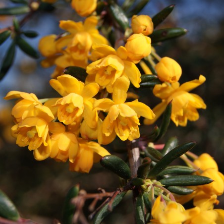 Golden Barberry