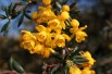 Golden Barberry