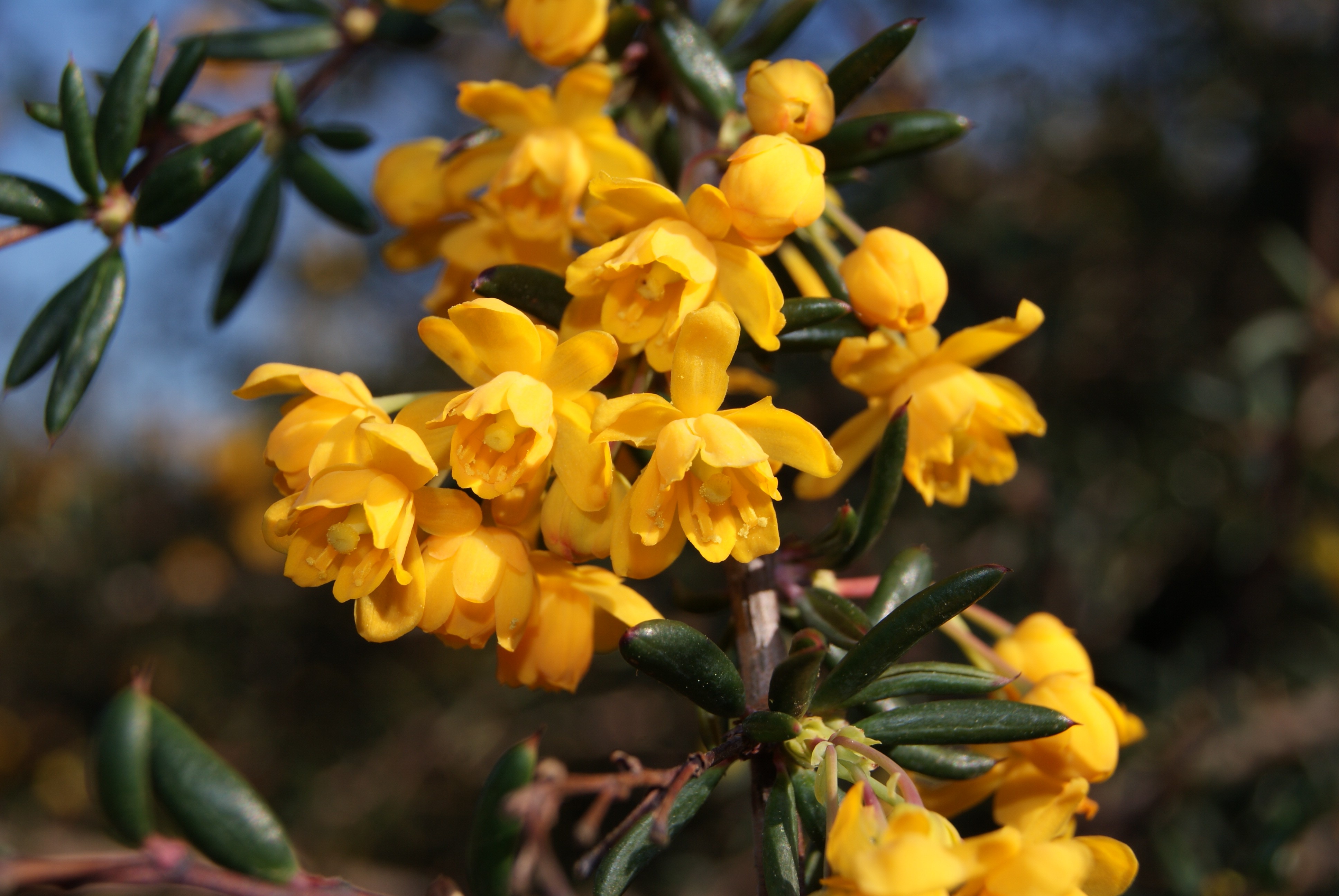 Épine-vinette à feuilles étroites - Berberis Stenophylla