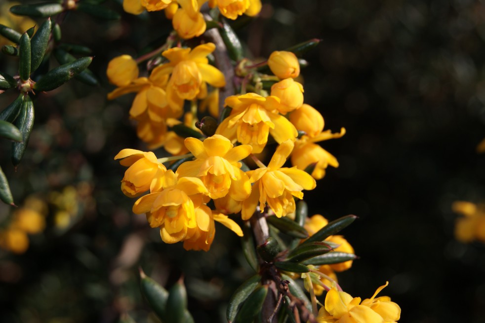 Golden Barberry Golden Barberry
