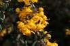 Zuurbes Stenophylla