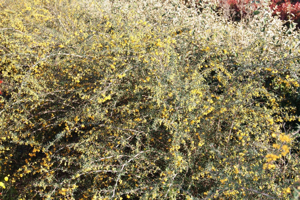 Épine-vinette à feuilles étroites.