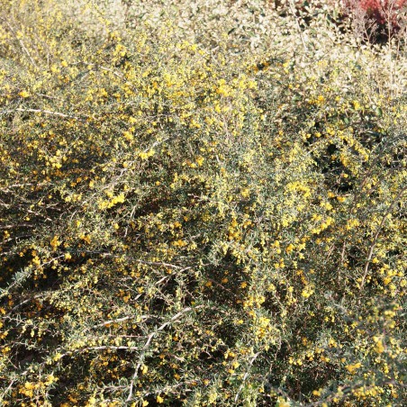 Golden Barberry