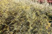 Épine-vinette à feuilles étroites.