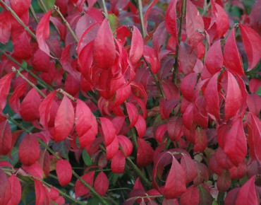 Dwarf Burning bush