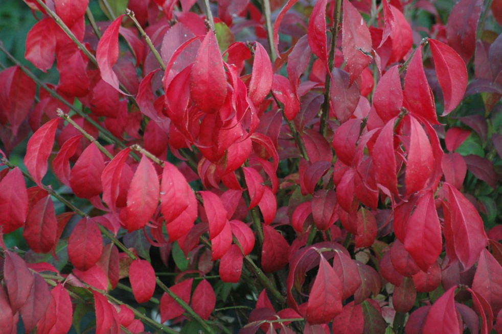 Dwarf Burning bush Dwarf Burning bush