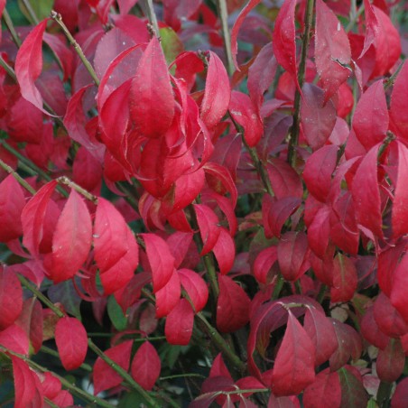 Dwarf Burning bush