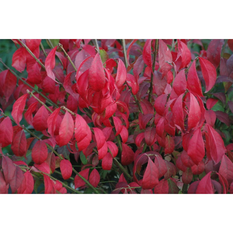 Dwarf Burning bush Euonymus Alatus Compactus