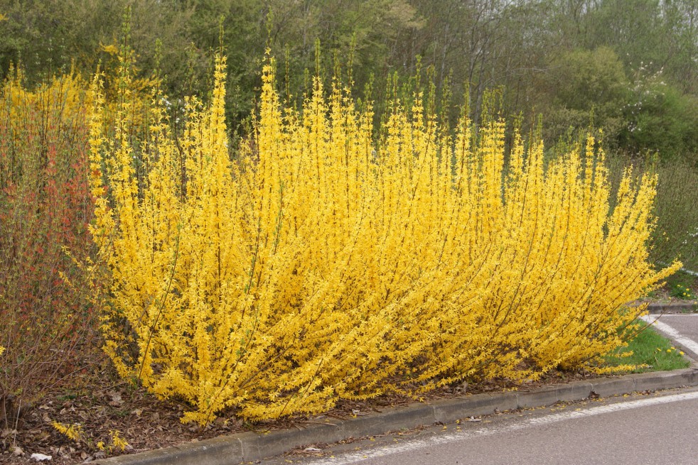 Dwarf Forsythia Dwarf Forsythia
