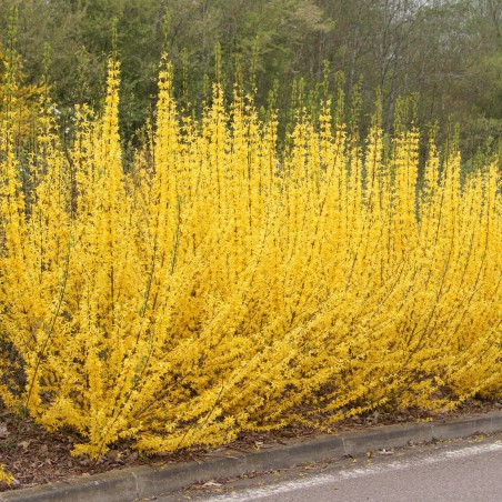 Mimosa de Paris nain