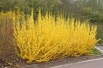 Dwarf Forsythia