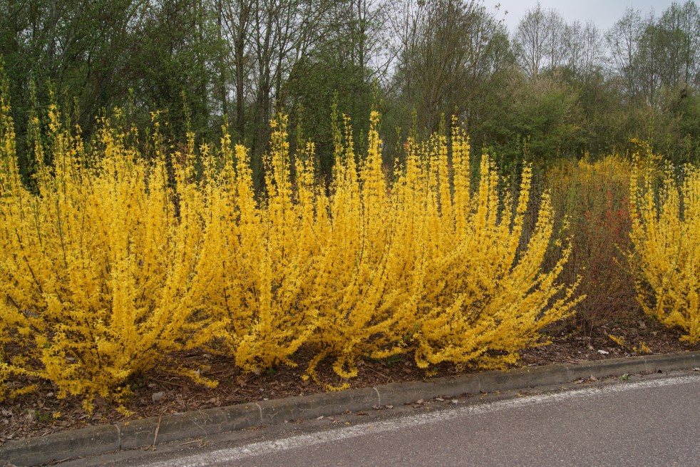 Dwarf Forsythia
