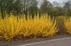 Dwarf Forsythia