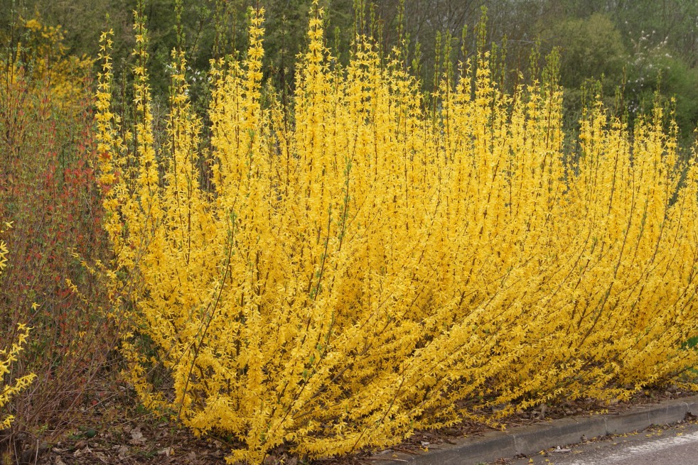 Dwarf Forsythia Dwarf Forsythia