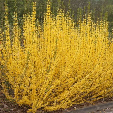 Mimosa de Paris nain