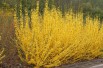 Dwarf Forsythia