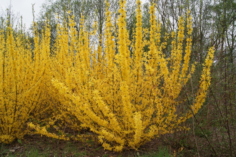 Dwarf Forsythia Dwarf Forsythia