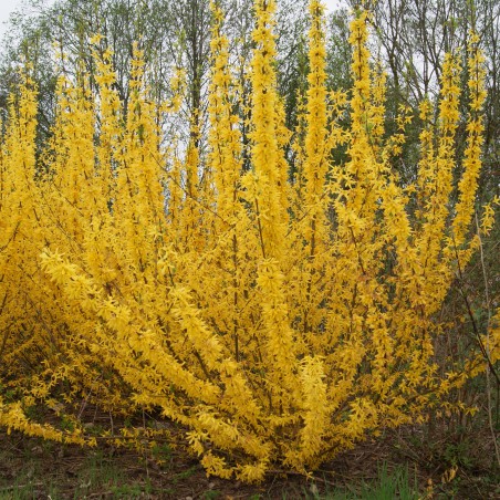 Dwarf Forsythia