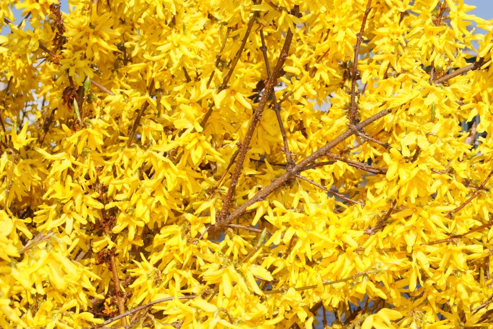 Dwarf Forsythia Dwarf Forsythia