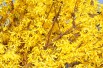 Dwarf Forsythia