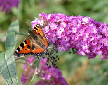Butterfly-bush, pink