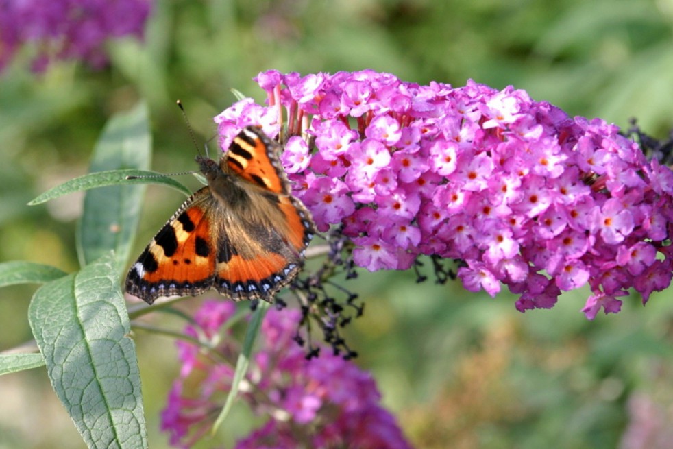 Butterfly-bush, pink
