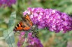 Butterfly-bush, pink
