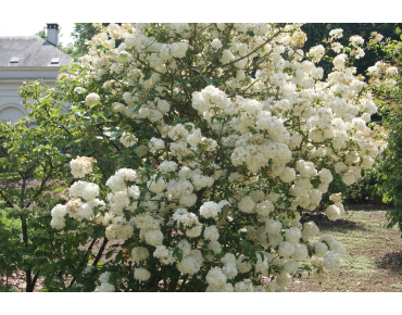 Snowball tree