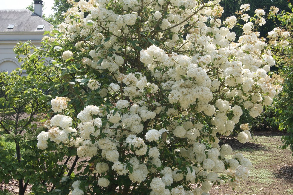 Snowball tree Snowball tree