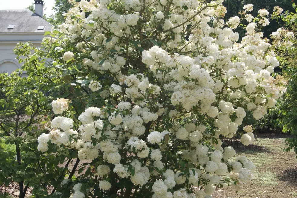 Viorne boule de neige