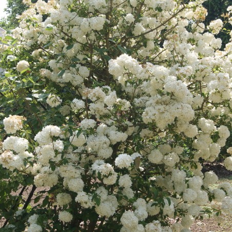 Viorne boule de neige